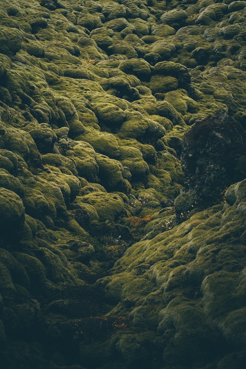 Moss Varieties