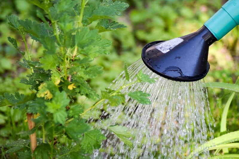 Watering Guidelines