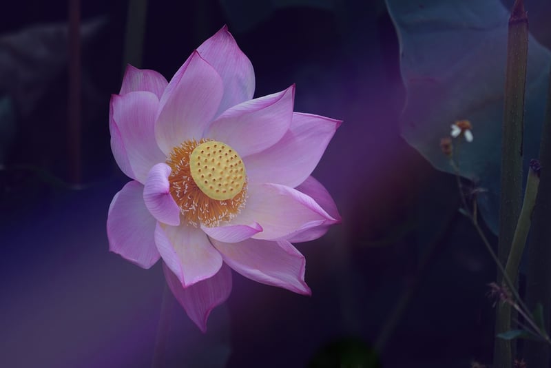 Zen Flowers