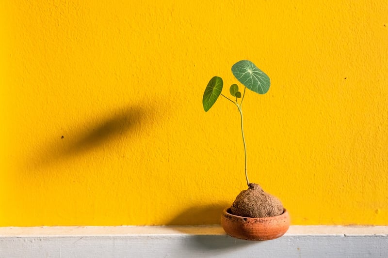 Watering a plant