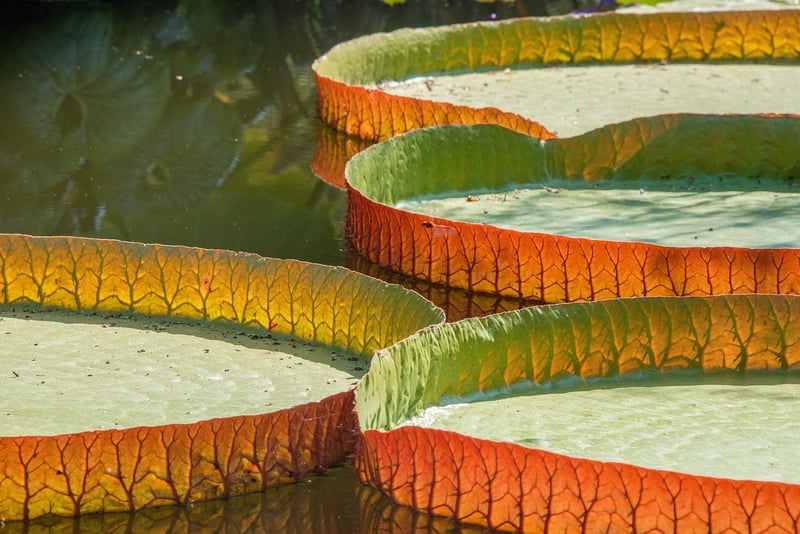 Water Plants